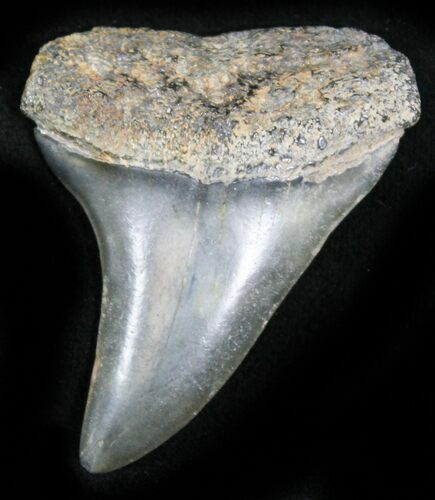 Fossil Mako Shark Tooth - Virginia #28838